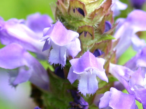 Prunella vulgaris ssp. asiatica