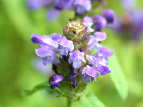 Prunella vulgaris ssp. asiatica