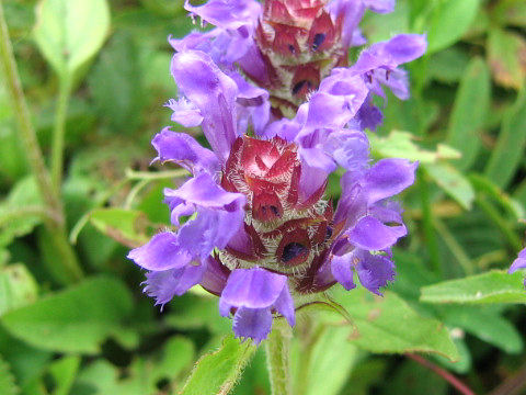 Prunella vulgaris ssp. asiatica