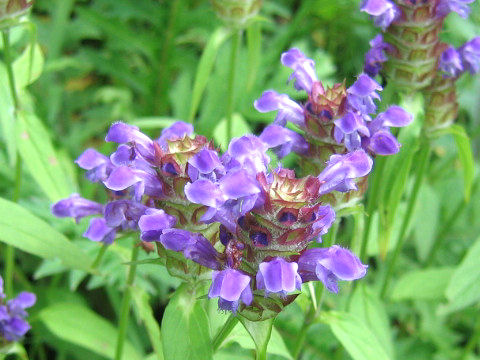 Prunella vulgaris ssp. asiatica