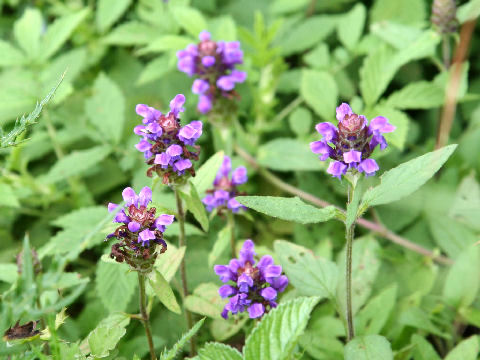 Prunella vulgaris ssp. asiatica