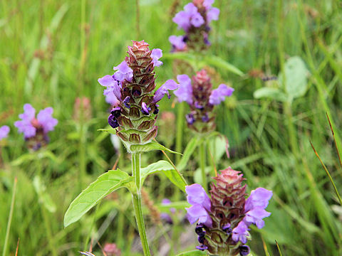 Prunella vulgaris ssp. asiatica