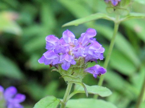 Prunella vulgaris ssp. asiatica