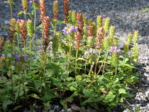 Prunella vulgaris ssp. asiatica