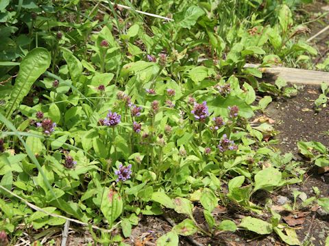 Prunella vulgaris ssp. asiatica