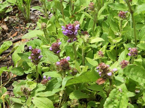 Prunella vulgaris ssp. asiatica