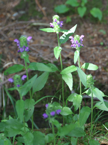 Prunella vulgaris ssp. asiatica