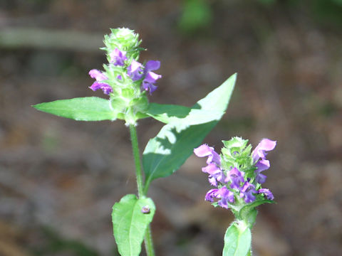 Prunella vulgaris ssp. asiatica