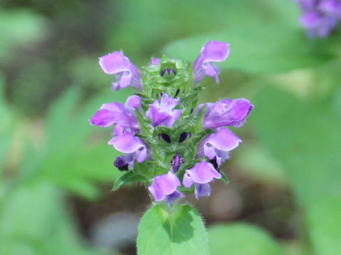 Prunella vulgaris ssp. asiatica