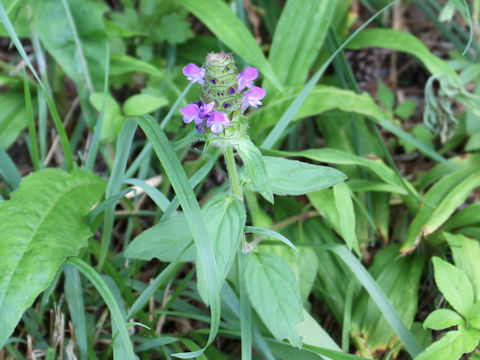 Prunella vulgaris ssp. asiatica