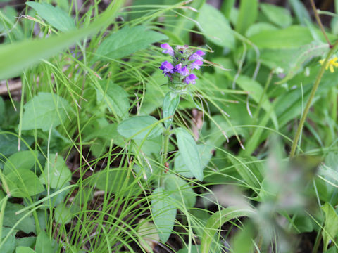 Prunella vulgaris ssp. asiatica