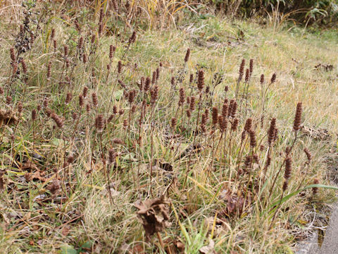 Prunella vulgaris ssp. asiatica