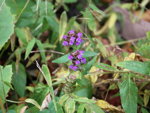 Prunella vulgaris ssp. asiatica