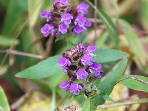 Prunella vulgaris ssp. asiatica