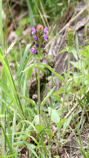 Prunella vulgaris ssp. asiatica