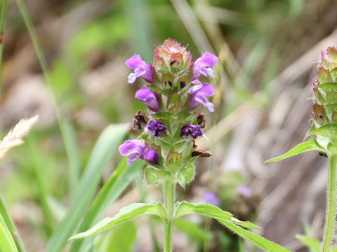 Prunella vulgaris ssp. asiatica