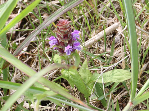 Prunella vulgaris ssp. asiatica