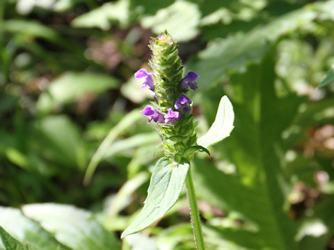 Prunella vulgaris ssp. asiatica