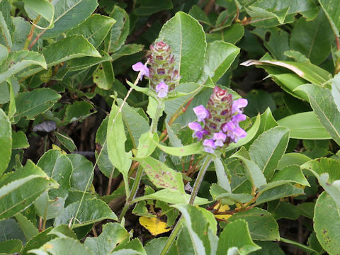 Prunella vulgaris ssp. asiatica