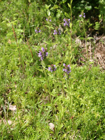 Prunella vulgaris ssp. asiatica