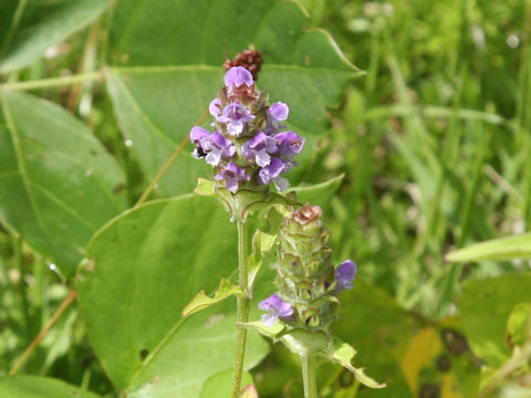 Prunella vulgaris ssp. asiatica