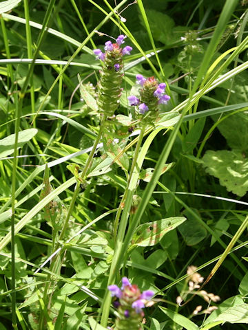 Prunella vulgaris ssp. asiatica