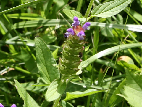 Prunella vulgaris ssp. asiatica