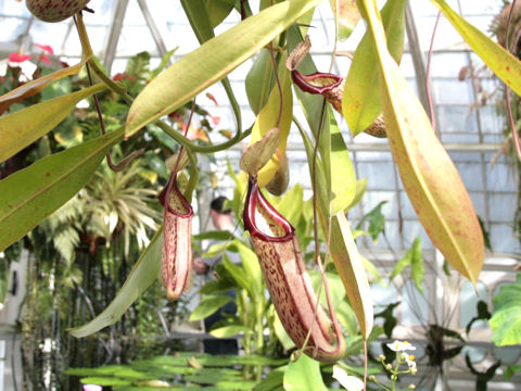 Nepenthes sp.