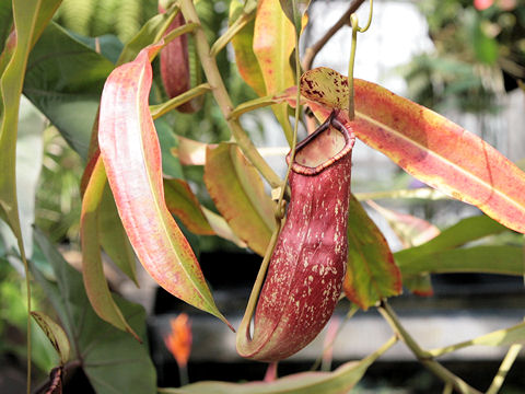 Nepenthes sp.