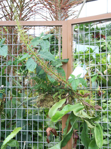 Nepenthes sp.