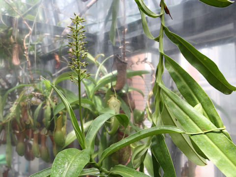 Nepenthes sp.