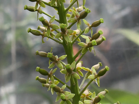 Nepenthes sp.