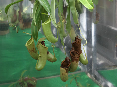 Nepenthes sp.