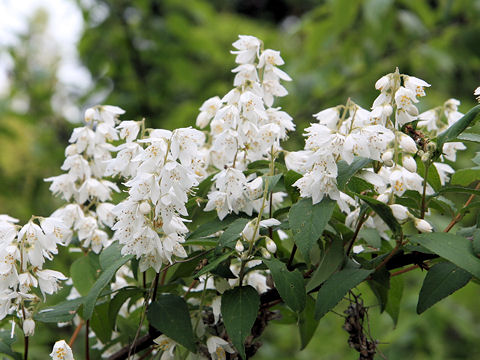 Deutzia crenata