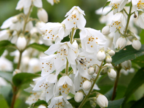 Deutzia crenata