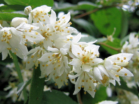 Deutzia crenata