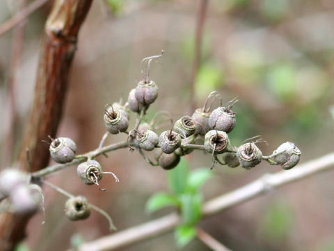 Deutzia crenata