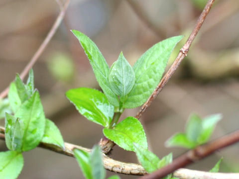 Deutzia crenata