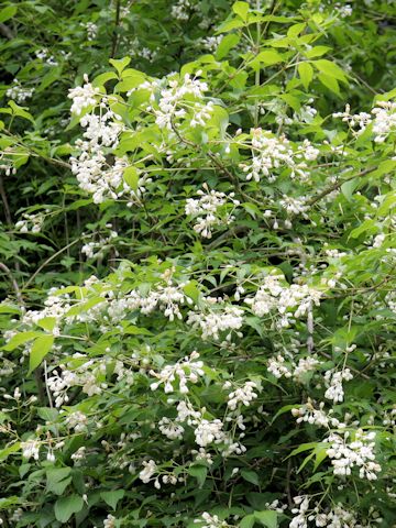 Deutzia crenata