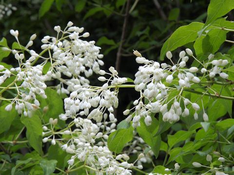 Deutzia crenata