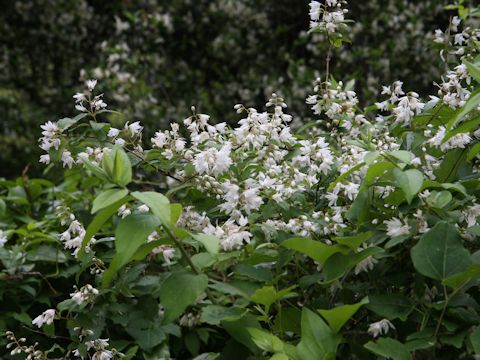 Deutzia crenata