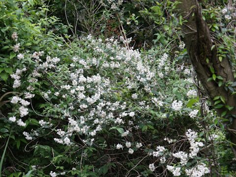 Deutzia crenata