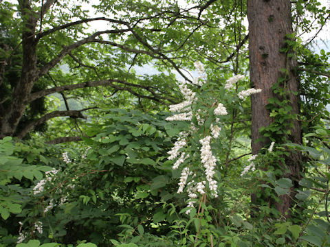 Deutzia crenata