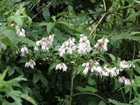 Deutzia crenata