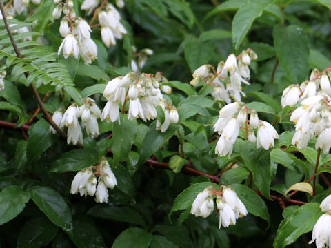 Deutzia crenata