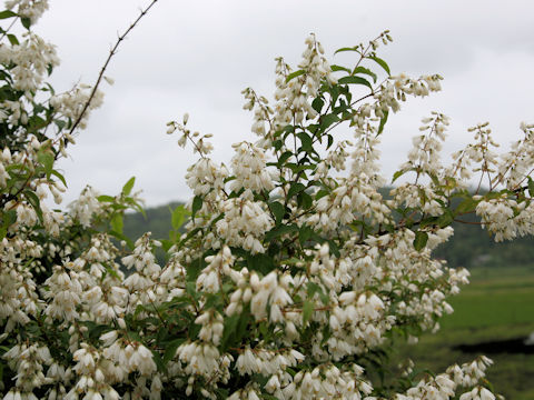 Deutzia crenata