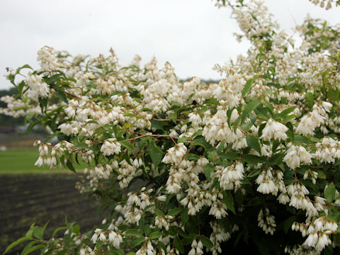 Deutzia crenata