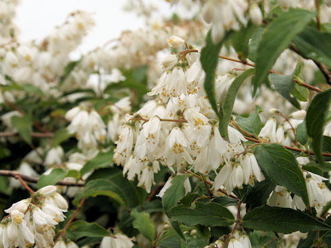 Deutzia crenata