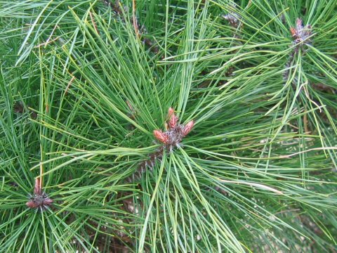 Pinus densiflora f. umbraculifera