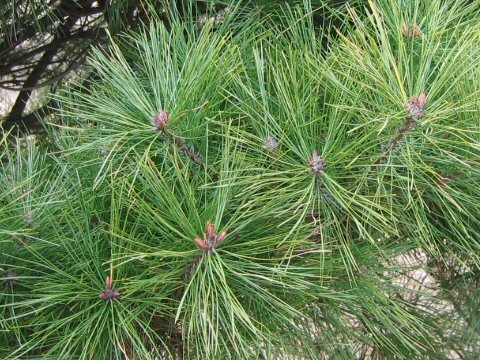 Pinus densiflora f. umbraculifera